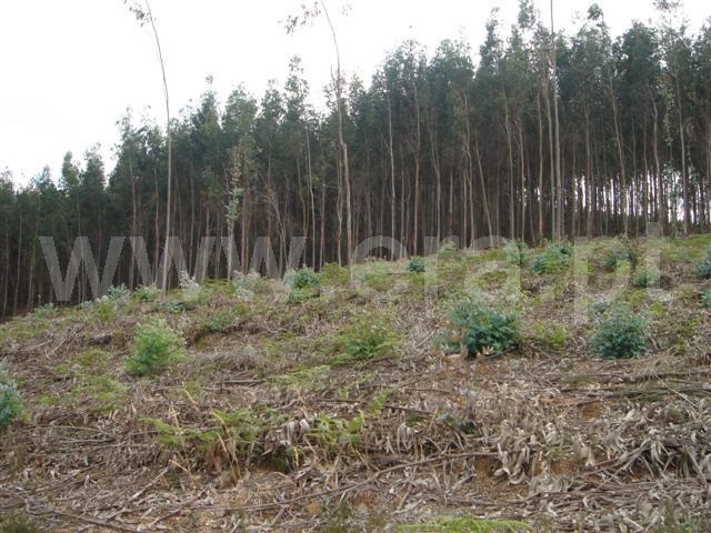 Terreno  Cabeceiras de Basto, Faia - 1022215 - 4