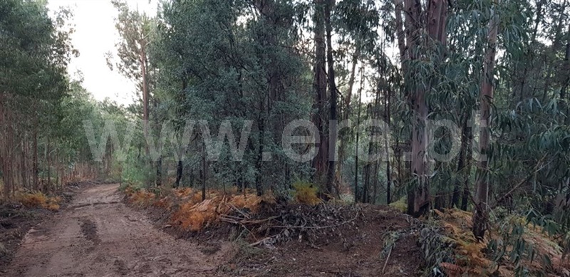 Terreno  Cabeceiras de Basto, Faia - 961090 - 3
