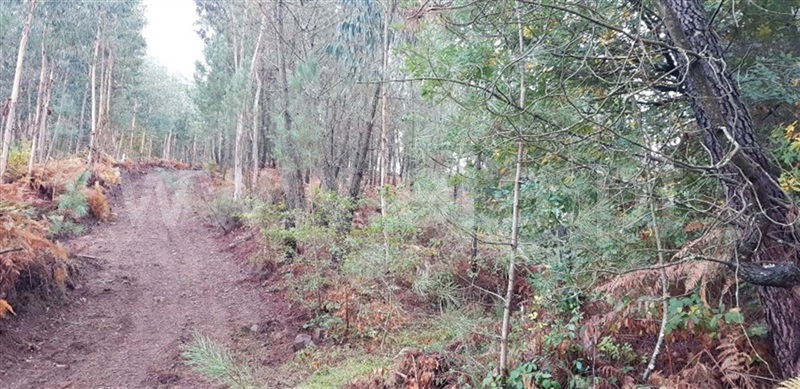 Terreno  Cabeceiras de Basto, Faia - 961090 - 8