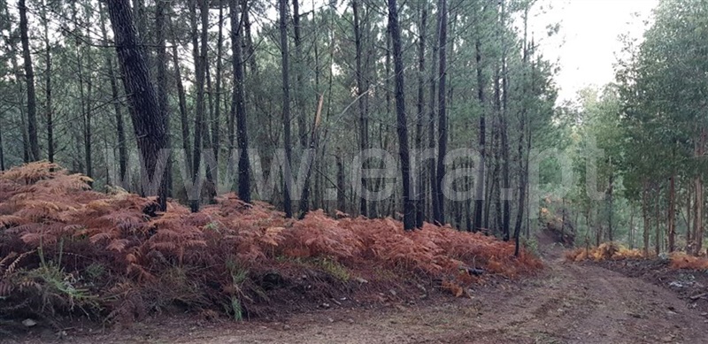 Terreno  Cabeceiras de Basto, Faia - 961090 - 10
