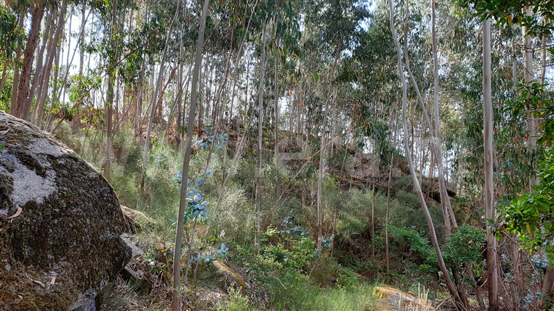 Terreno  Cabeceiras de Basto, Refojos de Basto, Outeiro e Painzela - 1177535 - 3