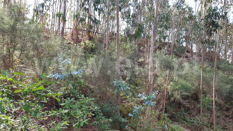 Terreno  Cabeceiras de Basto, Refojos de Basto, Outeiro e Painzela - 1177535 - 4