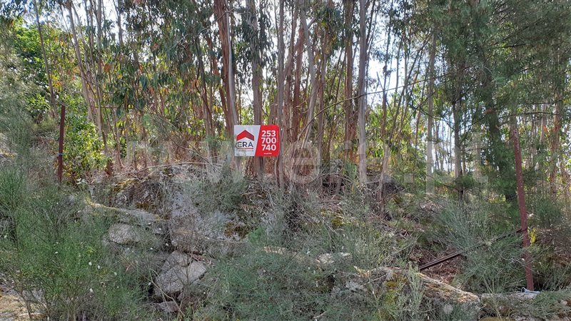 Terreno / Cabeceiras de Basto, Refojos de Basto, Outeiro e Painzela