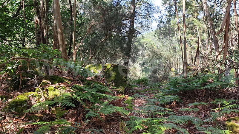 Terreno  Cabeceiras de Basto, Refojos de Basto, Outeiro e Painzela - 1177535 - 12