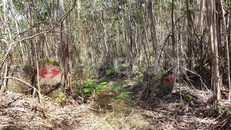 Terreno  Cabeceiras de Basto, Refojos de Basto, Outeiro e Painzela - 1177538 - 4