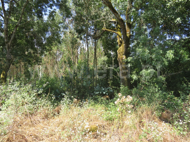 Terreno  Caldas da Rainha, Alvorninha - 1331672 - 5