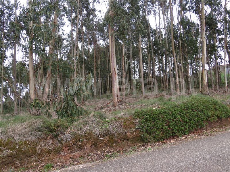 Terreno / Caldas da Rainha, Vidais