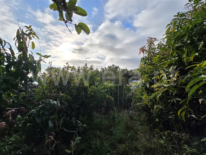 Terreno  Calheta (Madeira), Calheta - 1506872 - 9