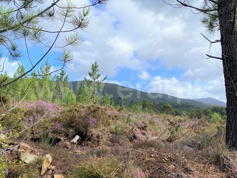 Terreno / Caminha, Vilar de Mouros
