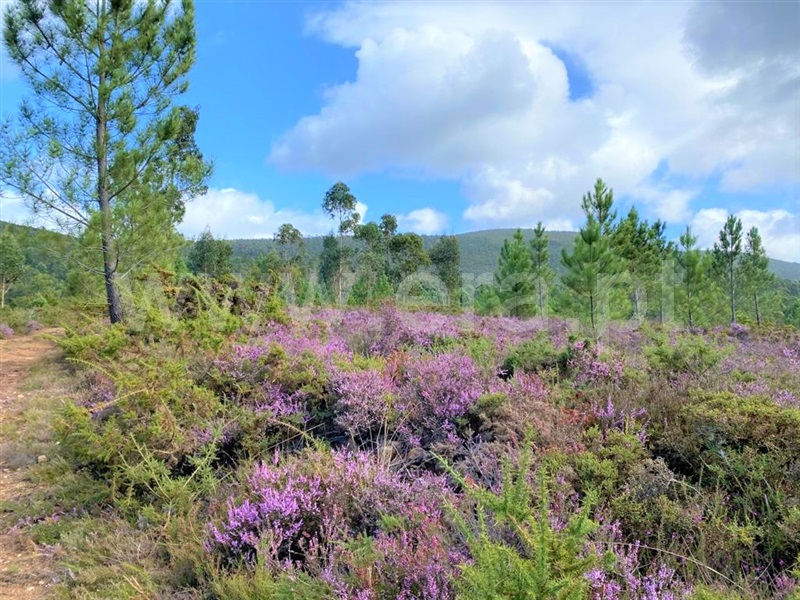 Terreno  Caminha, Vilar de Mouros - 1122788 - 2