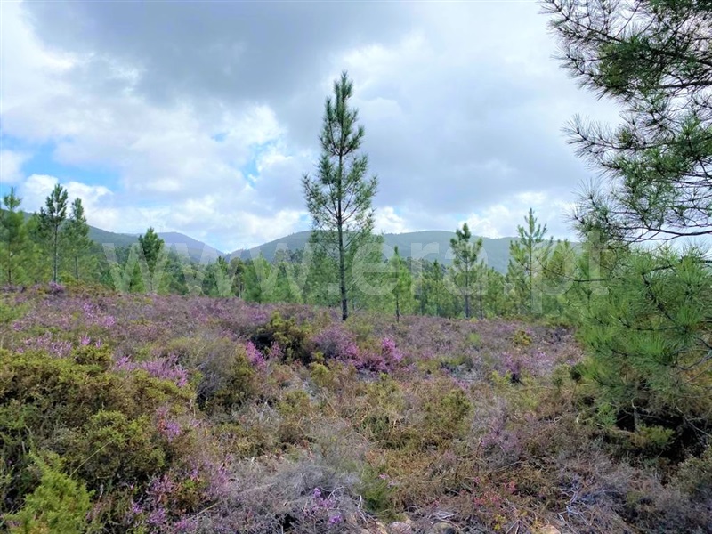 Terreno  Caminha, Vilar de Mouros - 1122788 - 3