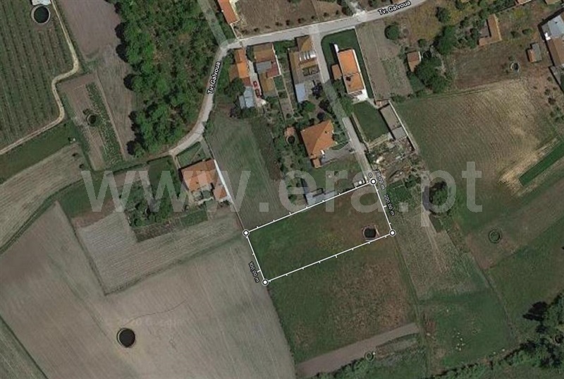 Terreno / Cantanhede, Aljuriça