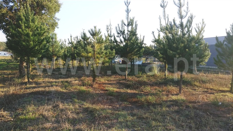 Terreno  Cantanhede, Camarneira - 952014 - 2