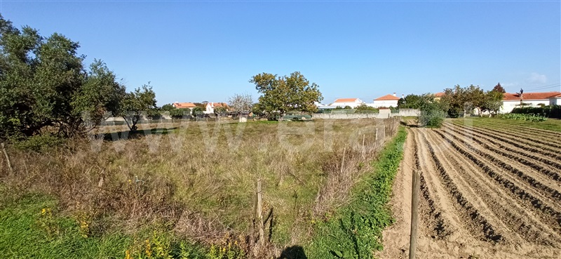 Terreno / Cantanhede, Cantanhede