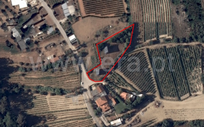 Terreno / Cantanhede, Carvalho
