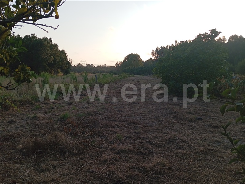 Terreno  Cantanhede, Chorosa - 1414852 - 7