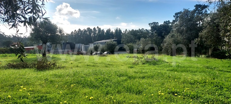 Terreno / Cantanhede, Cordinhã