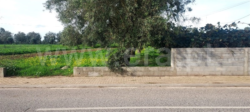 Terreno / Cantanhede, Cordinhã