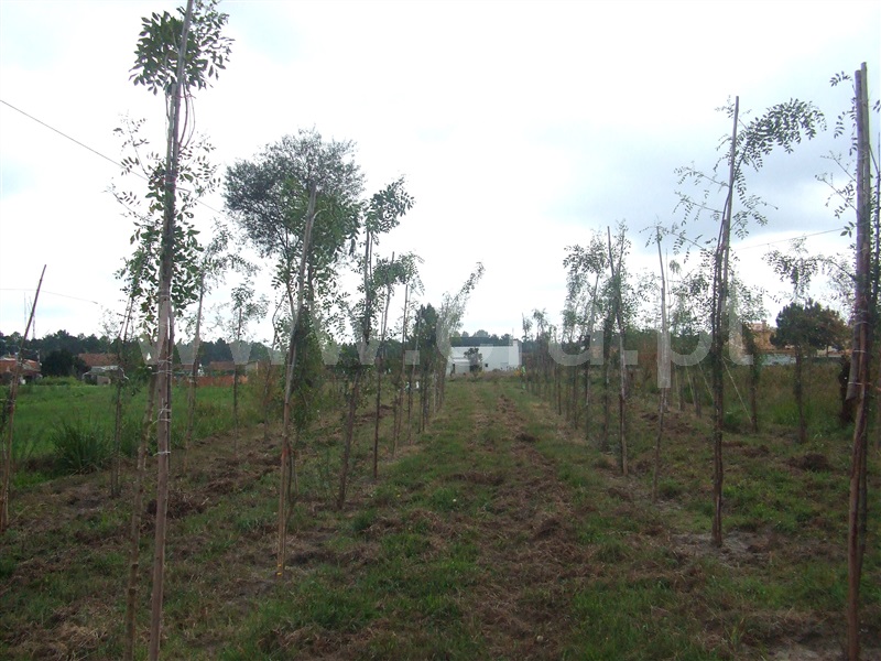 Terreno  Cantanhede, Corticeiro de Cima - 87371 - 1