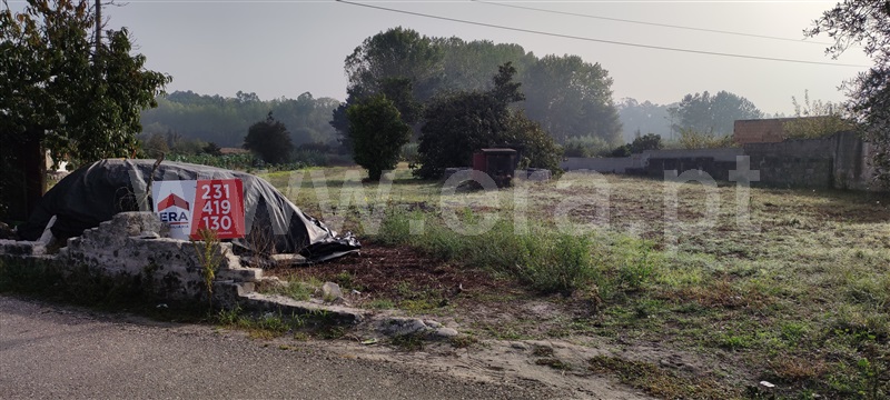 Terreno / Cantanhede, Febres