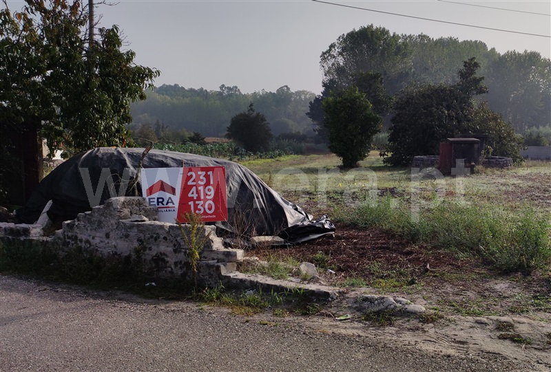 Terreno / Cantanhede, Febres