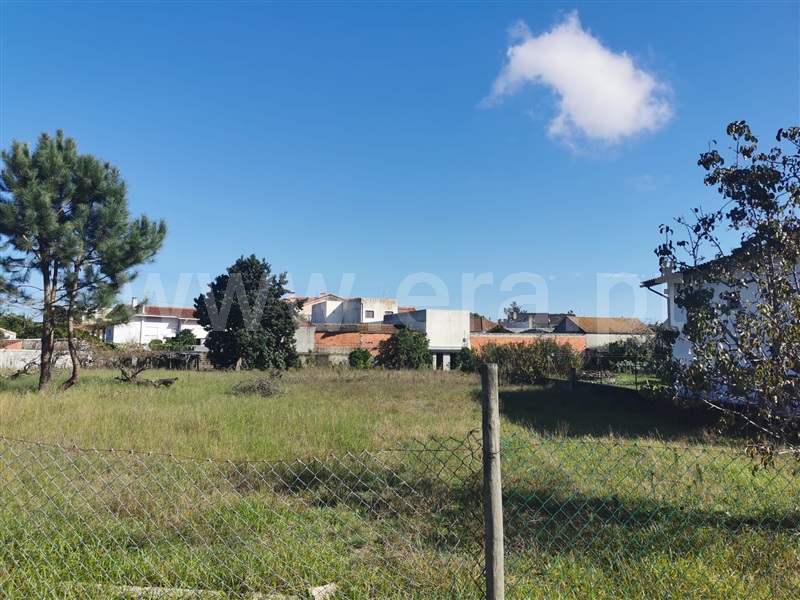 Terreno / Cantanhede, Febres