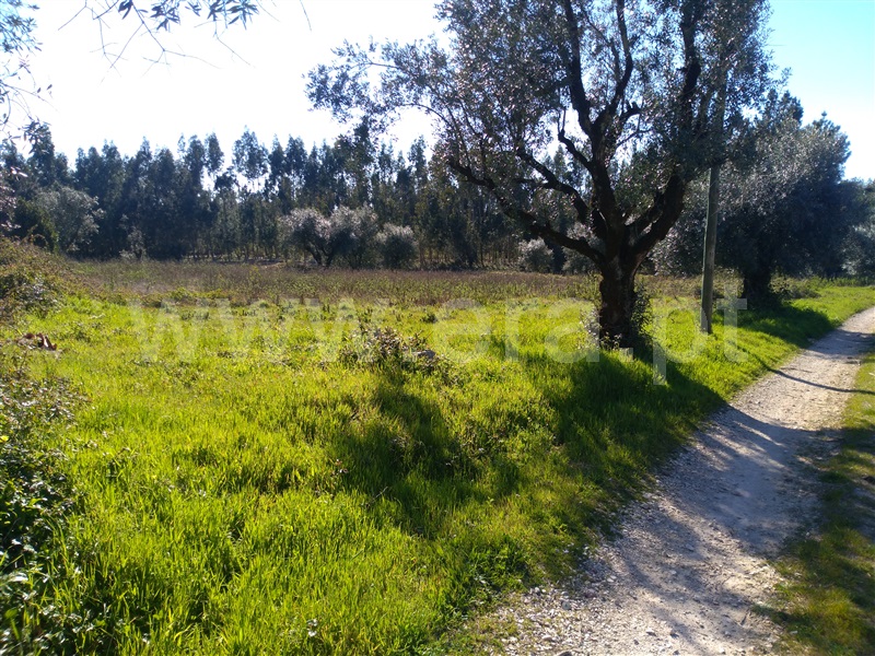 Terreno  Cantanhede, Fornos - 992982 - 2
