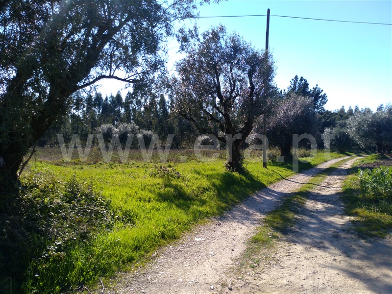 Terreno  Cantanhede, Fornos - 992982 - 4