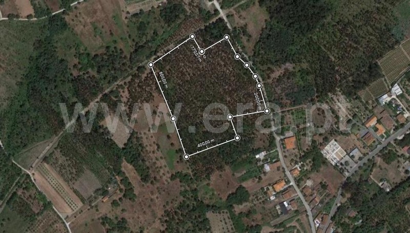 Terreno / Cantanhede, Lemede