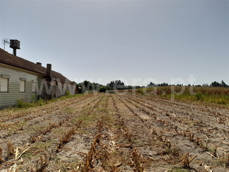 Terreno / Cantanhede, Marvão