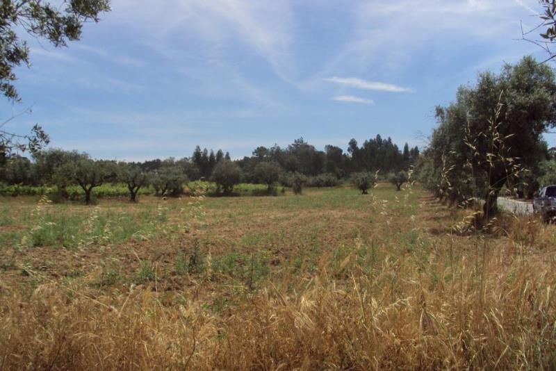 Terreno  Cantanhede, Outil - 90053 - 5