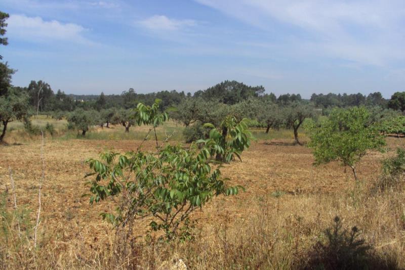 Terreno / Cantanhede, Outil