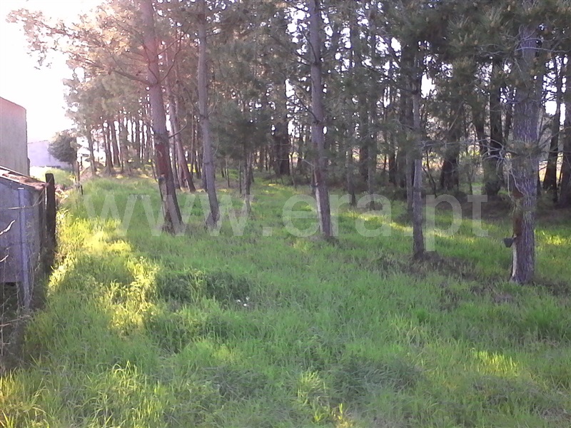 Terreno  Cantanhede, Pereirões - 803224 - 2