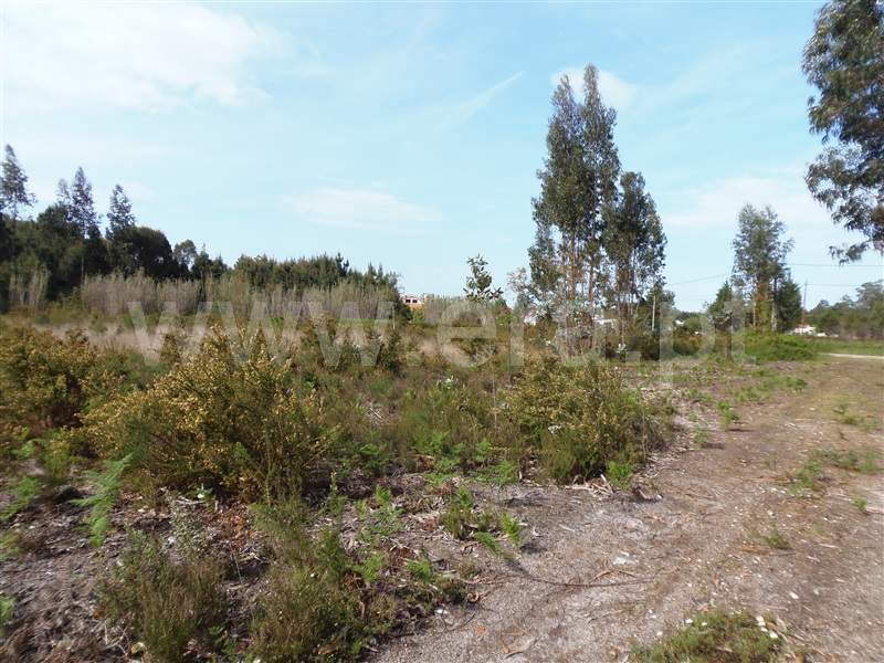 Terreno  Cantanhede, São Caetano - 1246350 - 6