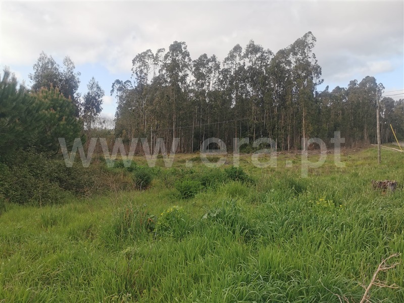 Terreno  Cantanhede, São Caetano - 1393973 - 1