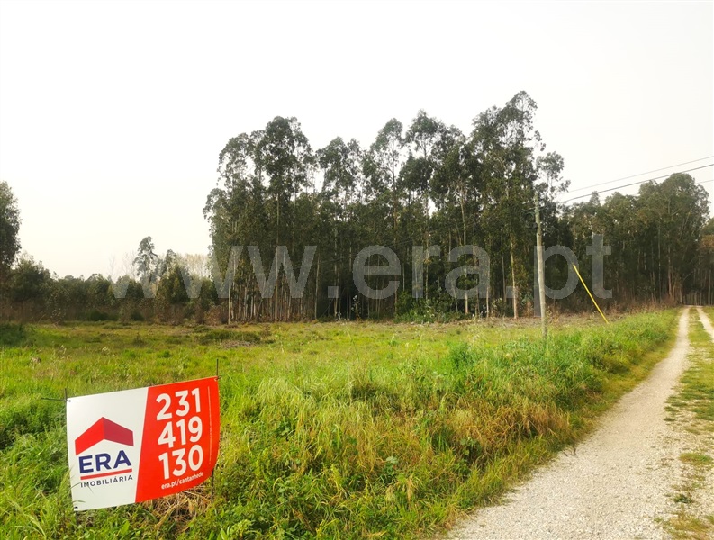 Terreno  Cantanhede, São Caetano - 1393973 - 4