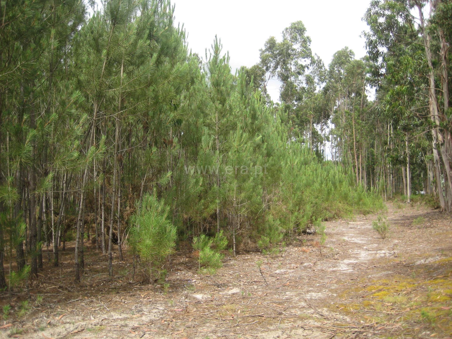 Land for sale in Cantanhede, Portugal — €70,000