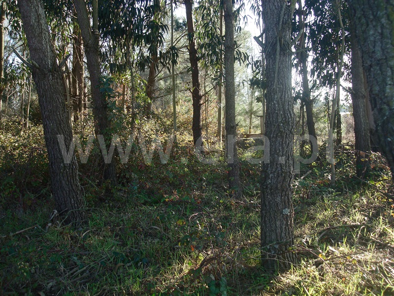 Terreno  Cantanhede, Vilamar - 890696 - 4