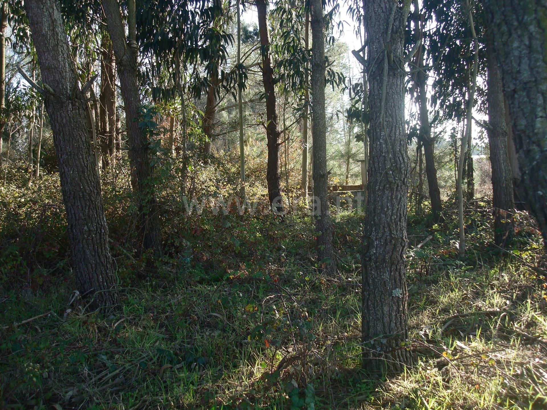 Land for sale in Cantanhede, Portugal — €55,000