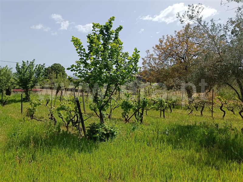 Terreno  Carregal do Sal, Cabanas de Viriato - 1249642 - 2