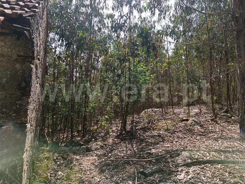 Terreno  Carregal do Sal, Cabanas de Viriato - 1249642 - 6