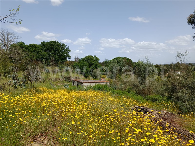 Terreno  Carregal do Sal, Cabanas de Viriato - 1249642 - 8