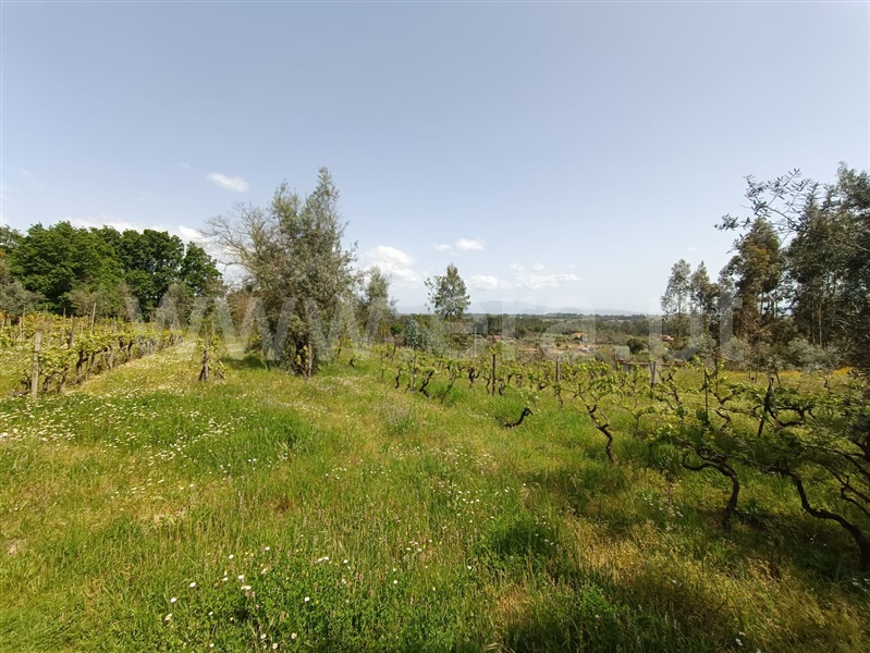 Terreno  Carregal do Sal, Cabanas de Viriato - 1249642 - 10