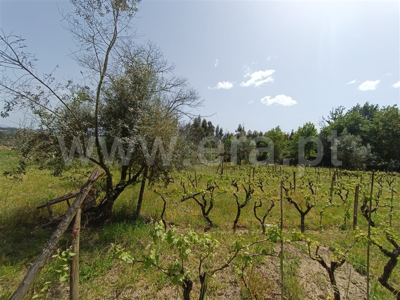 Terreno  Carregal do Sal, Cabanas de Viriato - 1249642 - 12