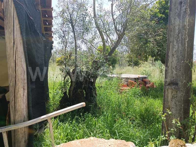 Terreno  Carregal do Sal, Cabanas de Viriato - 1249642 - 17