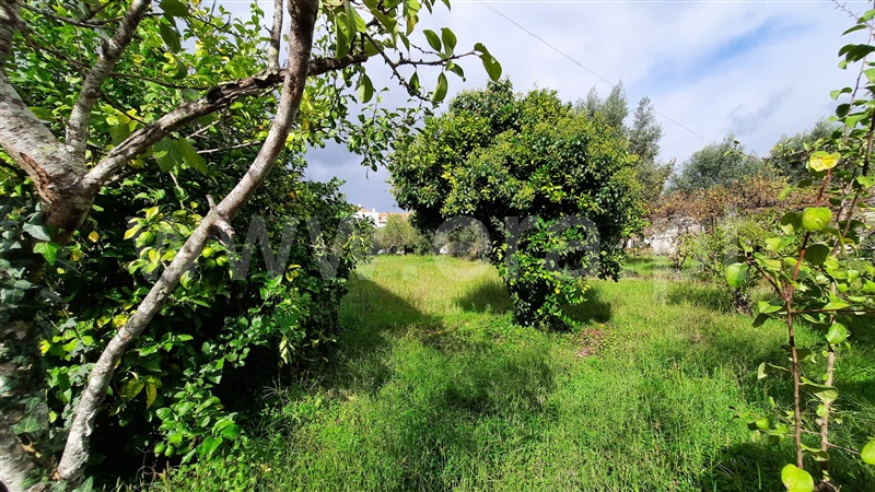 Terreno  Carregal do Sal, Currelos, Papízios e Sobral - 1438443 - 4