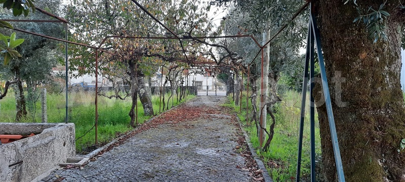 Terreno / Carregal do Sal, Currelos, Papízios e Sobral