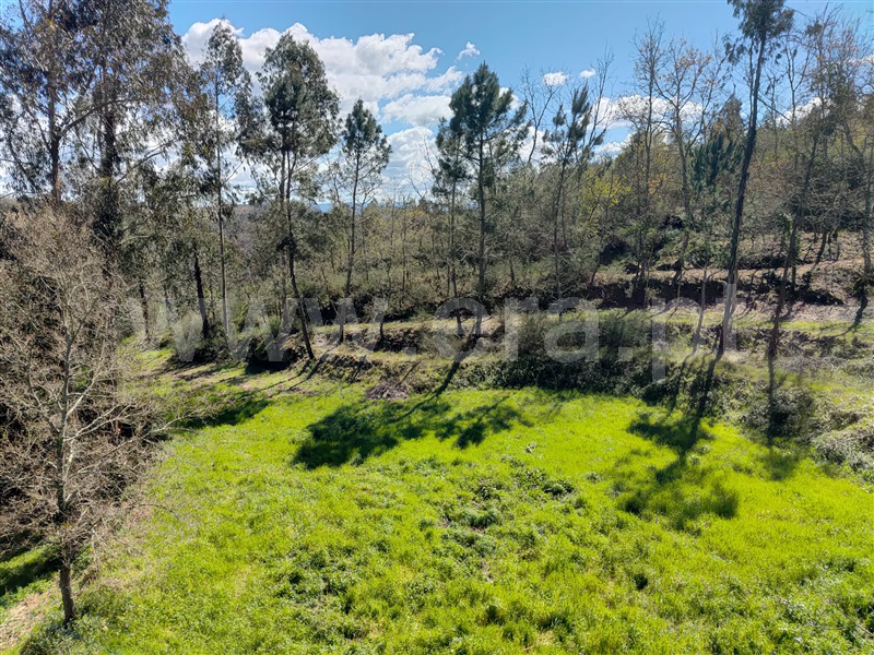 Terreno / Carregal do Sal, Currelos, Papízios e Sobral