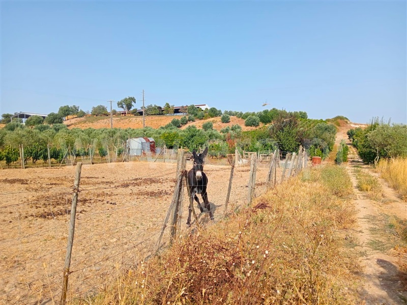 Terreno / Cartaxo, Pontével