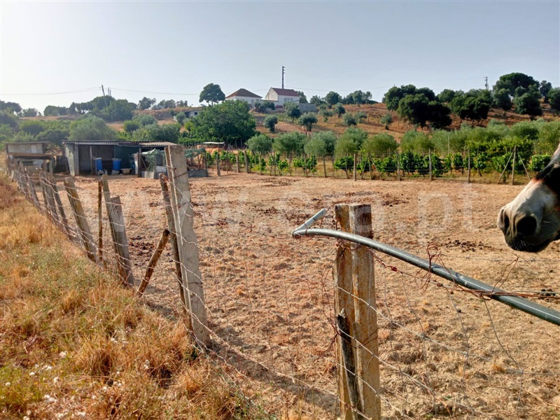 Terreno  Cartaxo, Pontével - 1499922 - 3